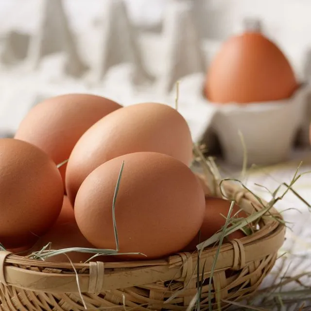 thumbnail for publication: Factors Causing Poor Pigmentation of Brown-Shelled Eggs